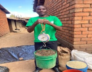 a farmer weighing materials for manure preparation, a step towards improving soil fertility and boosting crop yields